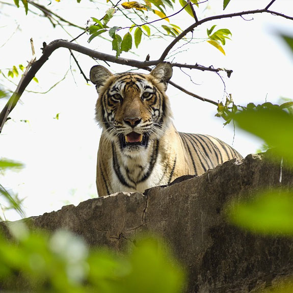 Golden Triangle With Ranthambore 8 Days